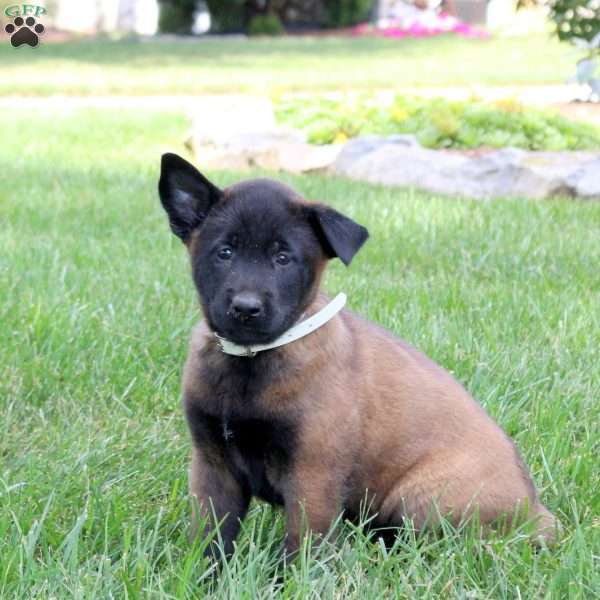 Aphrodite, Belgian Malinois Puppy