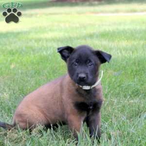 Aphrodite, Belgian Malinois Puppy
