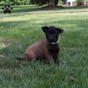 Aphrodite, Belgian Malinois Puppy