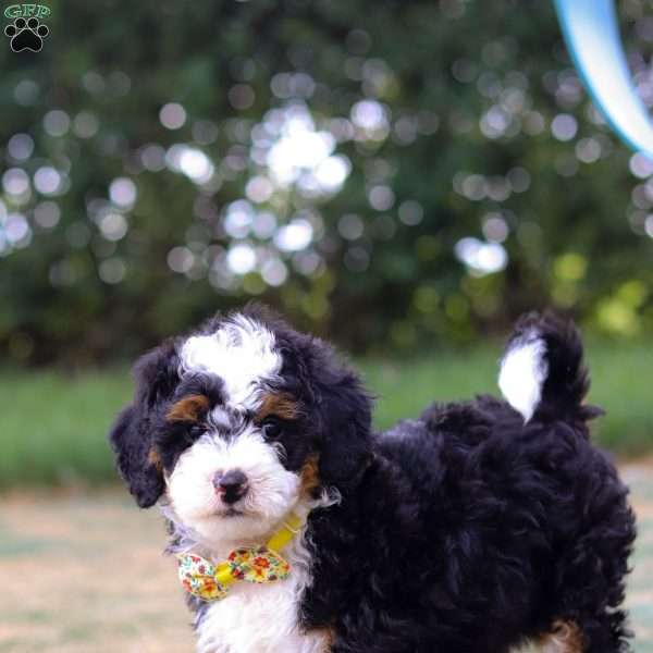 Apollo, Mini Bernedoodle Puppy