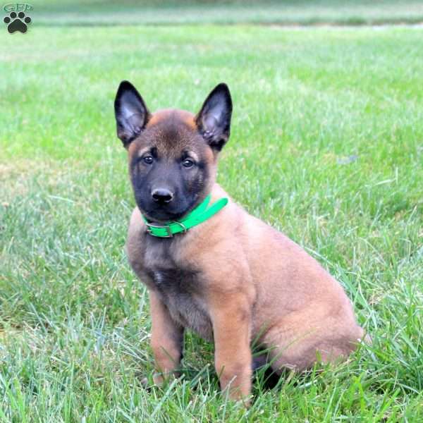 Apollo, Belgian Malinois Puppy