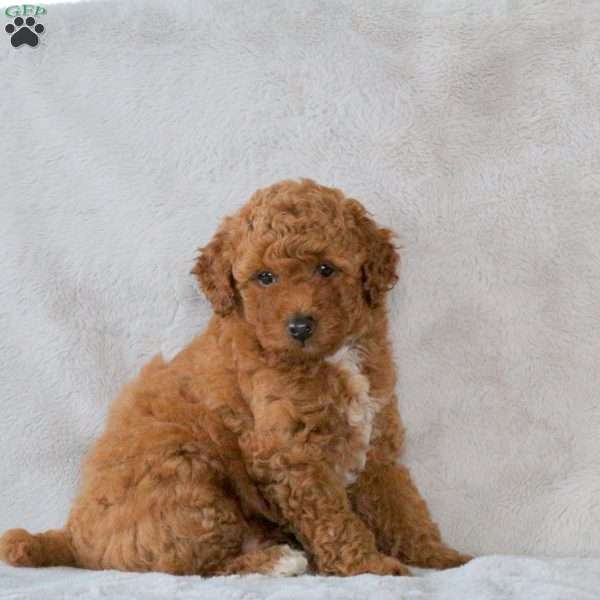 Archer, Toy Poodle Puppy