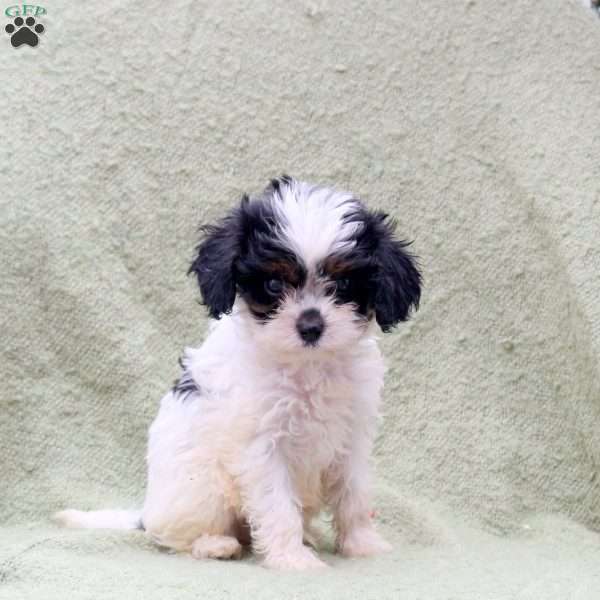 Archer, Cavapoo Puppy