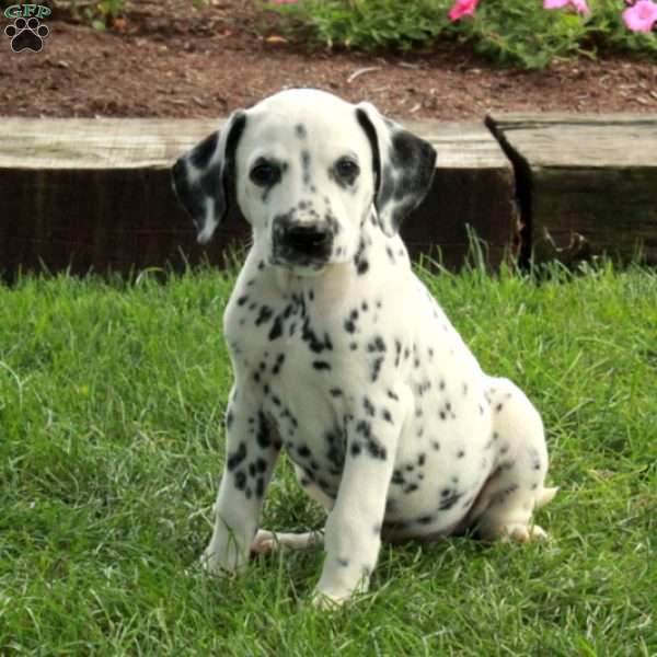 Archer, Dalmatian Puppy