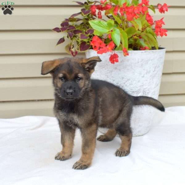 Archer, German Shepherd Puppy