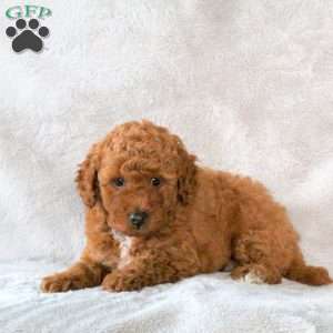 Archer, Toy Poodle Puppy