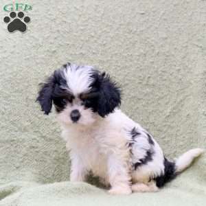 Archer, Cavapoo Puppy