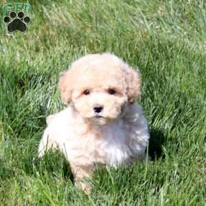 Archer, Bich-Poo Puppy