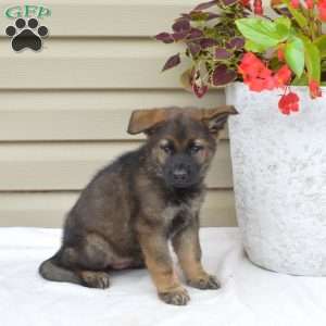 Archer, German Shepherd Puppy