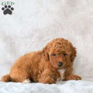 Archer, Toy Poodle Puppy