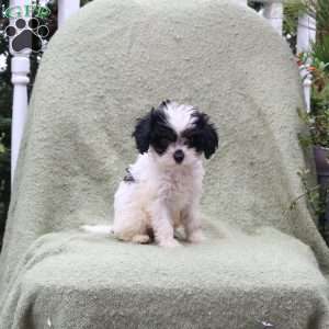 Archer, Cavapoo Puppy