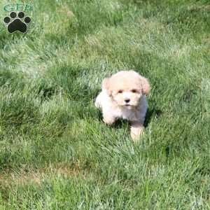 Archer, Bich-Poo Puppy