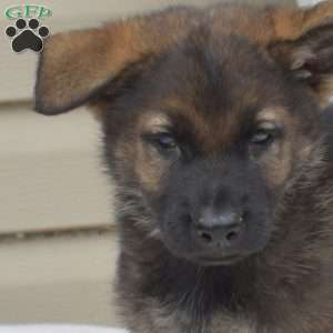 Archer, German Shepherd Puppy