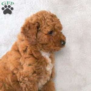 Archer, Toy Poodle Puppy