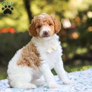 Archie, Standard Poodle Puppy