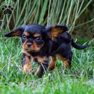 Archie, Cavalier King Charles Spaniel Puppy