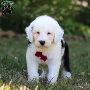 Archie, Sheepadoodle Puppy