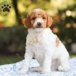 Archie, Standard Poodle Puppy
