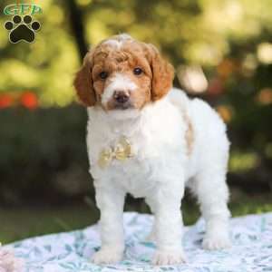 Archie, Standard Poodle Puppy