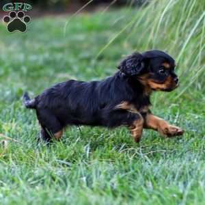 Archie, Cavalier King Charles Spaniel Puppy