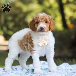 Archie, Standard Poodle Puppy