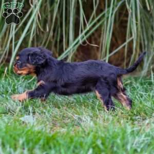 Archie, Cavalier King Charles Spaniel Puppy