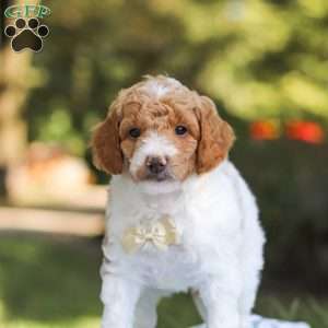 Archie, Standard Poodle Puppy