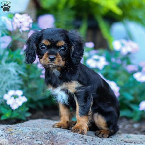 Archie, Cavalier King Charles Spaniel Puppy