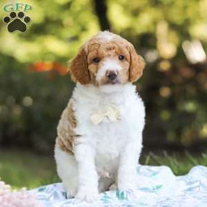 Archie, Standard Poodle Puppy