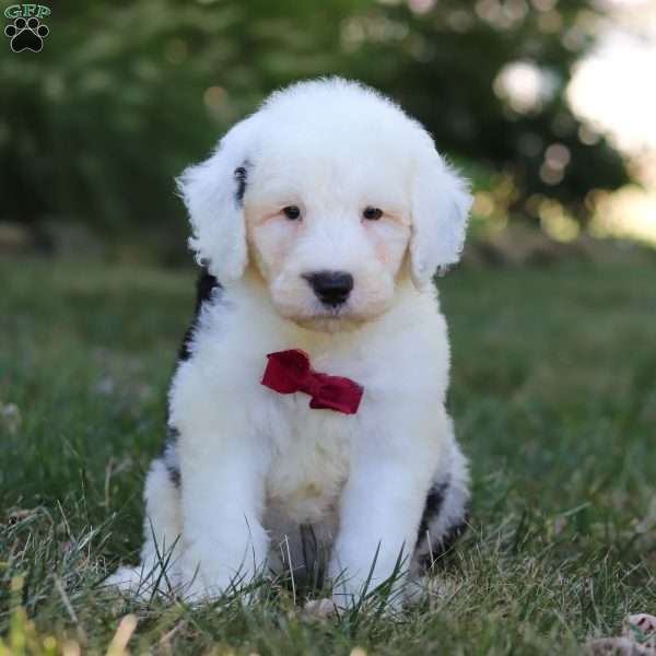 Archie, Sheepadoodle Puppy