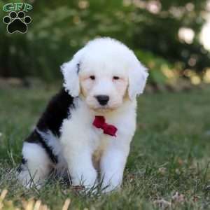 Archie, Sheepadoodle Puppy