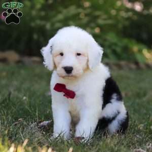 Archie, Sheepadoodle Puppy