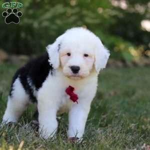 Archie, Sheepadoodle Puppy