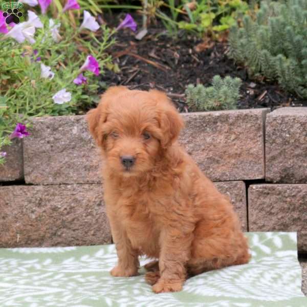 Archie, Miniature Poodle Mix Puppy
