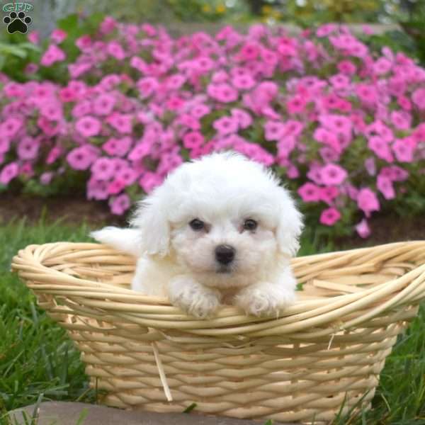 Archie, Bichon Frise Puppy