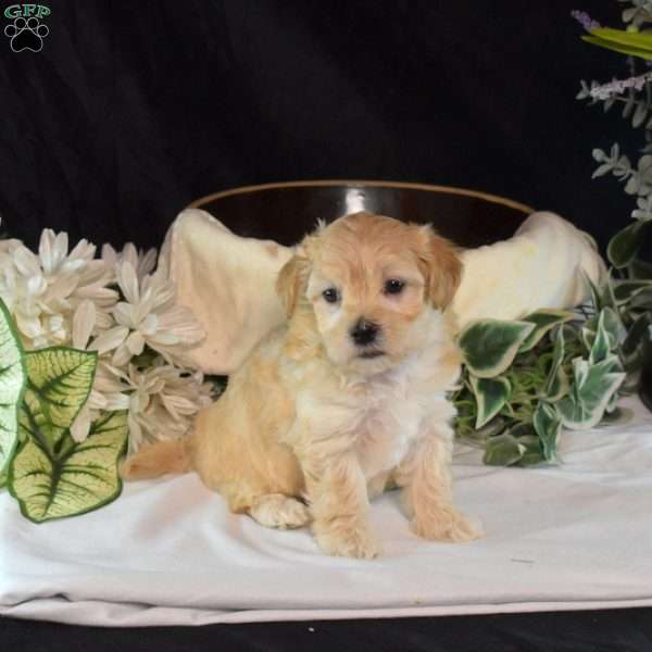 Archie, Maltipoo Puppy