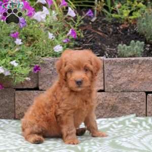 Archie, Miniature Poodle Mix Puppy