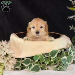 Archie, Maltipoo Puppy