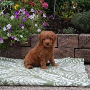 Archie, Miniature Poodle Mix Puppy