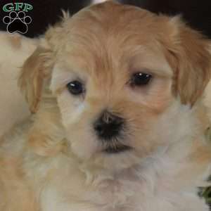 Archie, Maltipoo Puppy