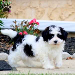 Archie, Teddy Bear Puppy