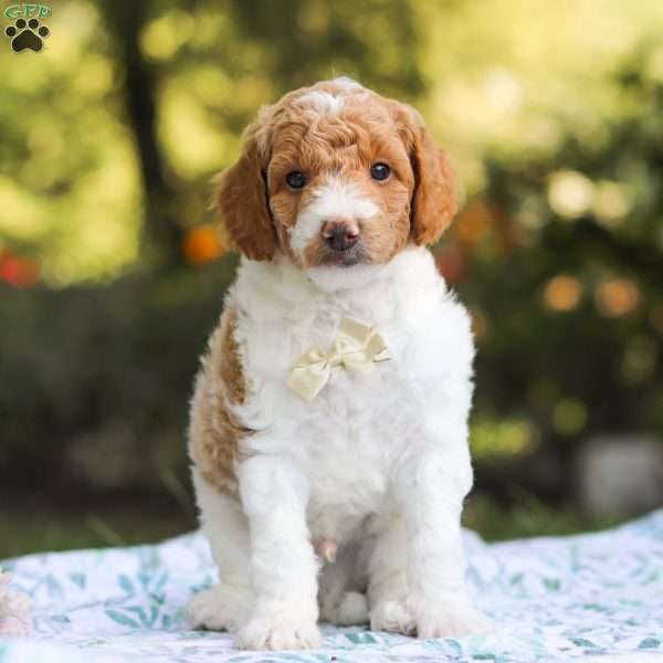 Archie, Standard Poodle Puppy