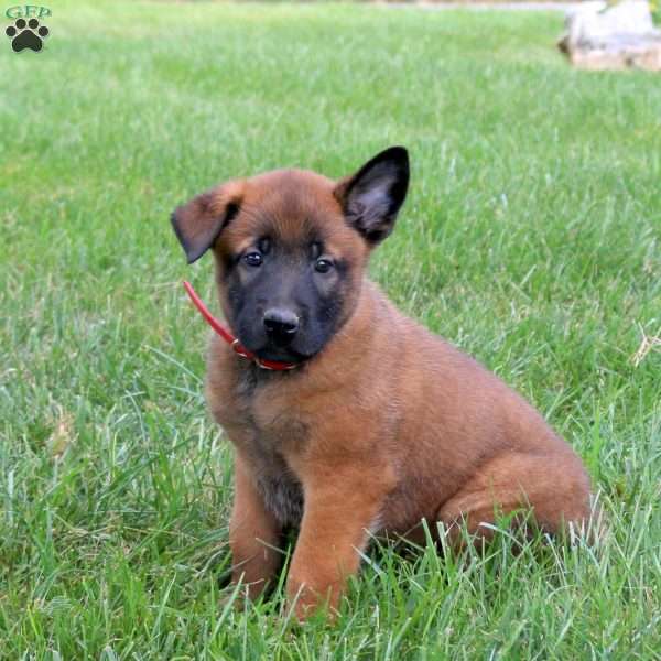 Ares, Belgian Malinois Puppy