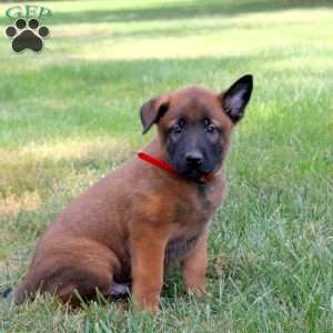 Ares, Belgian Malinois Puppy