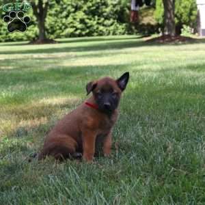 Ares, Belgian Malinois Puppy