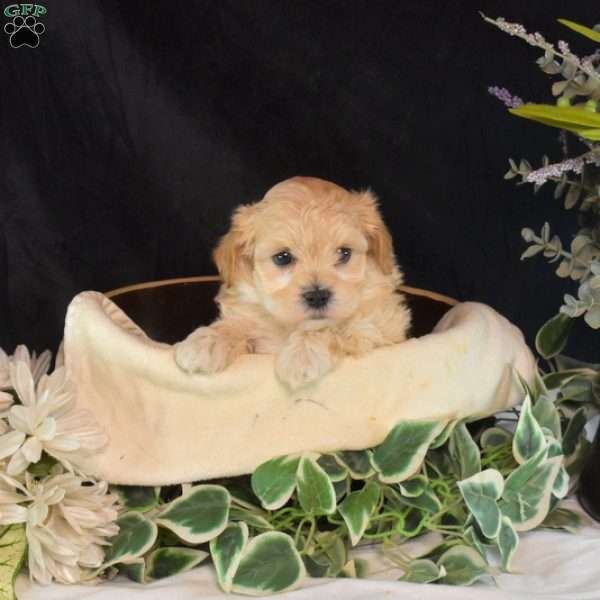 Ariel, Maltipoo Puppy