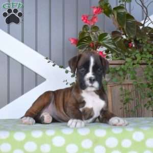 Ariel, Boxer Puppy