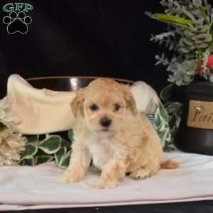 Ariel, Maltipoo Puppy