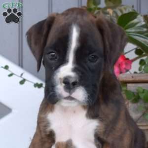 Ariel, Boxer Puppy