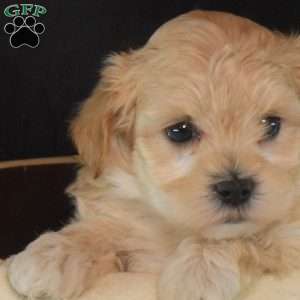 Ariel, Maltipoo Puppy